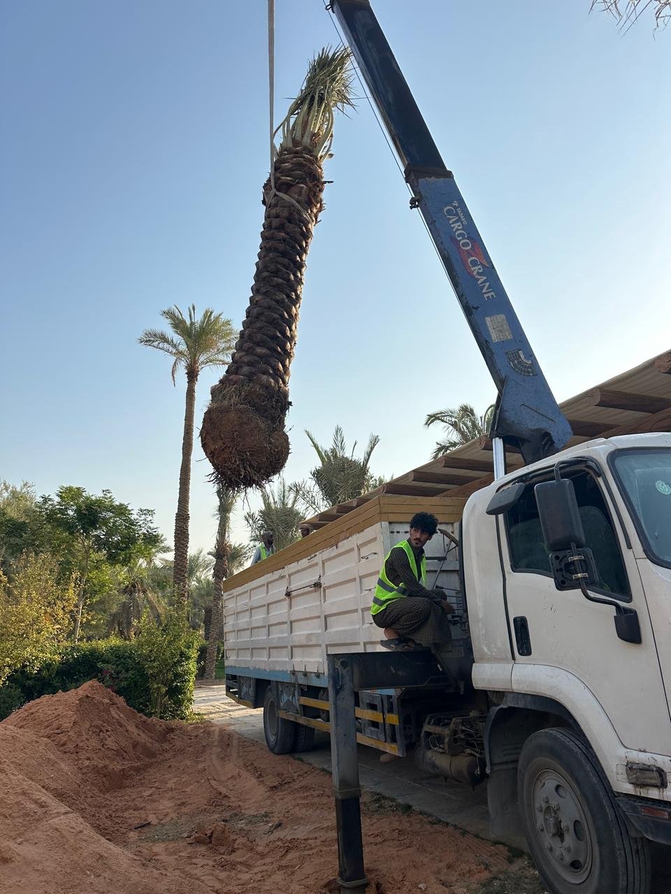 شاحنات نقل وزراعة النخيل والأشجار